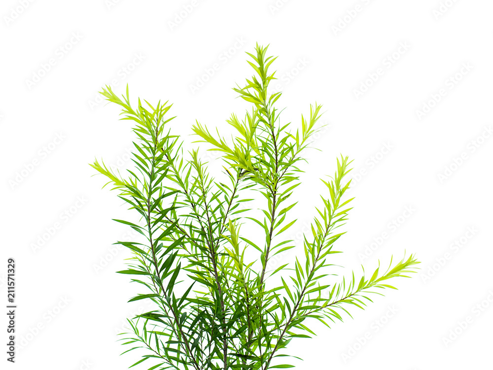Fototapeta premium Melaleuca bracteata leaves.