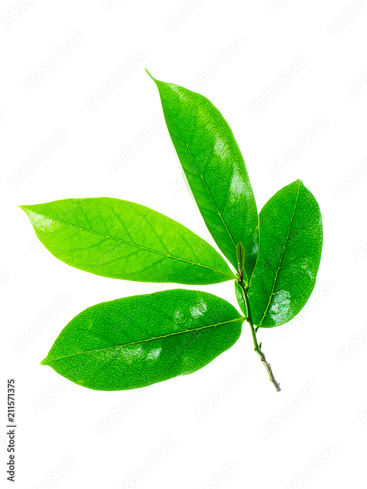 Obraz premium Soursop leaves on white background