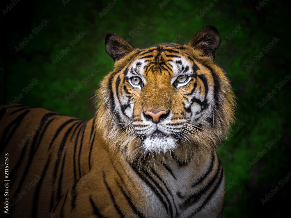 Patterned skin and the face of the Indochinese tiger. Patterned skin and the face of the Indochinese tiger.
