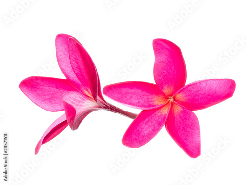 Close up of Frangipani flower
