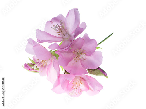 Close up of Pink Dombeya flower © noppharat