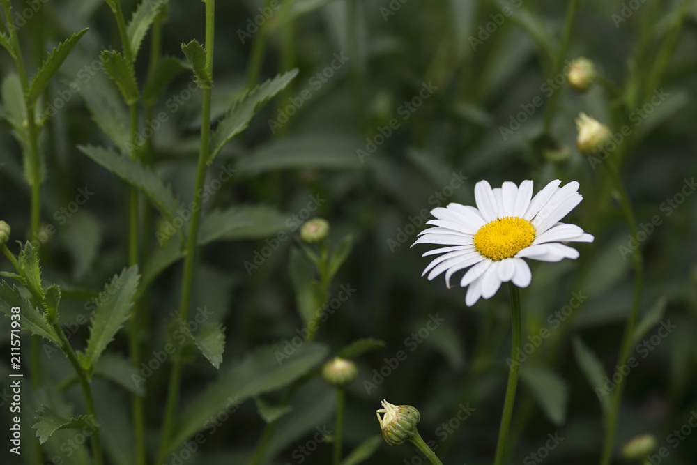 Chamomile flower in garden with plants. Chamomile flower in garden with plants.