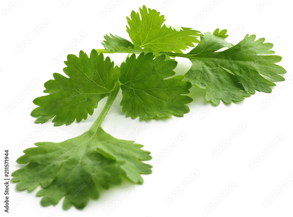 Fresh coriander leaves Fresh coriander leaves