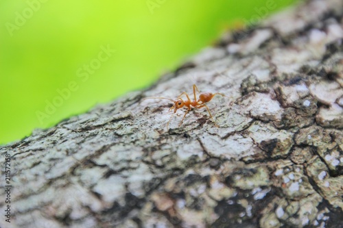 Ants are climbing on trees. © waraphot