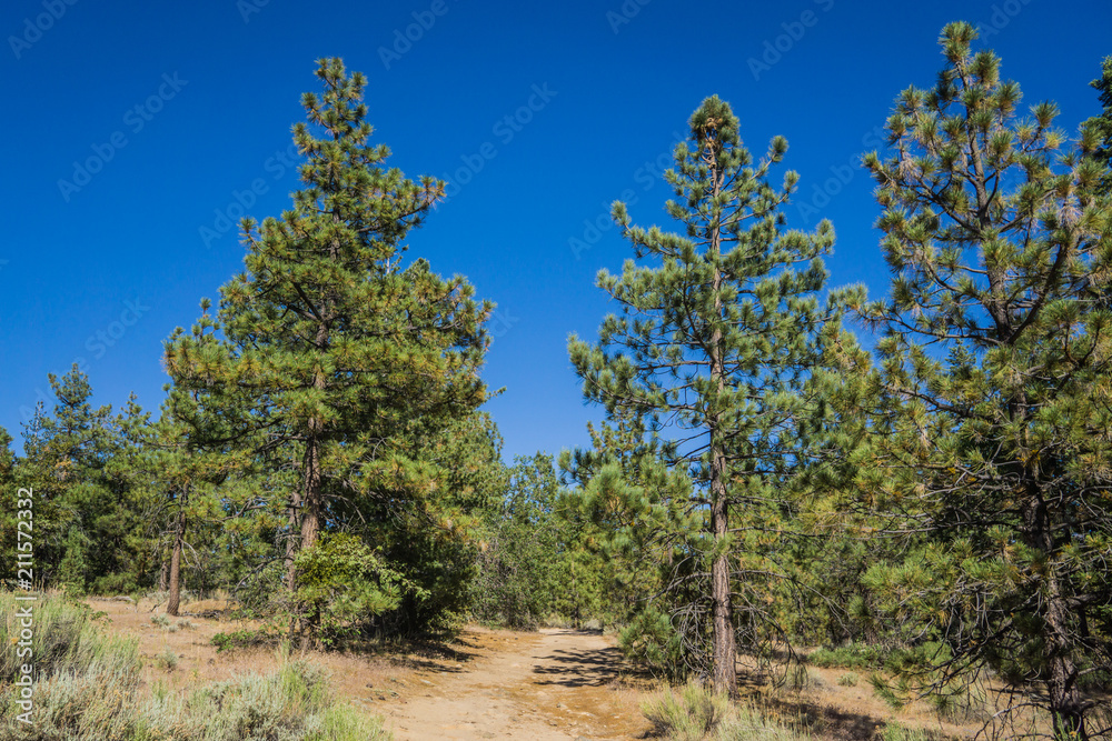 Dirt backpacking trail leads through the evergreen trees in the national forest of Southern California. Dirt backpacking trail leads through the evergreen trees in the national forest of Southern California.