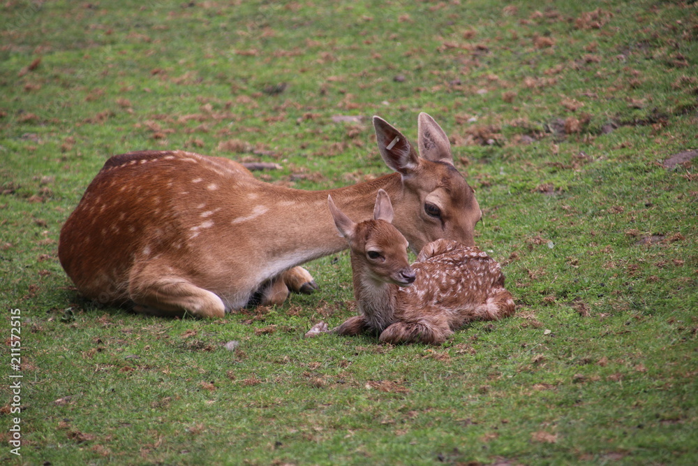 Just born venison in a public animal farm in Nieuwerkerk aan den IJssel. Just born venison in a public animal farm in Nieuwerkerk aan den IJssel.