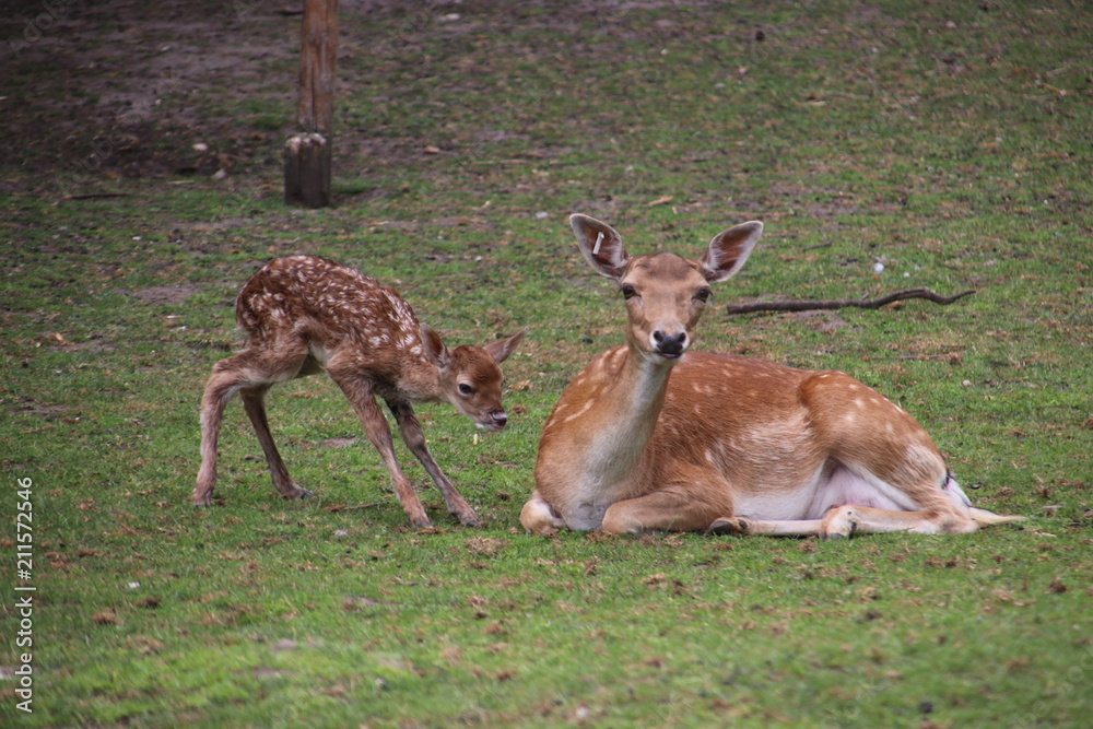 Just born venison in a public animal farm in Nieuwerkerk aan den IJssel. Just born venison in a public animal farm in Nieuwerkerk aan den IJssel.