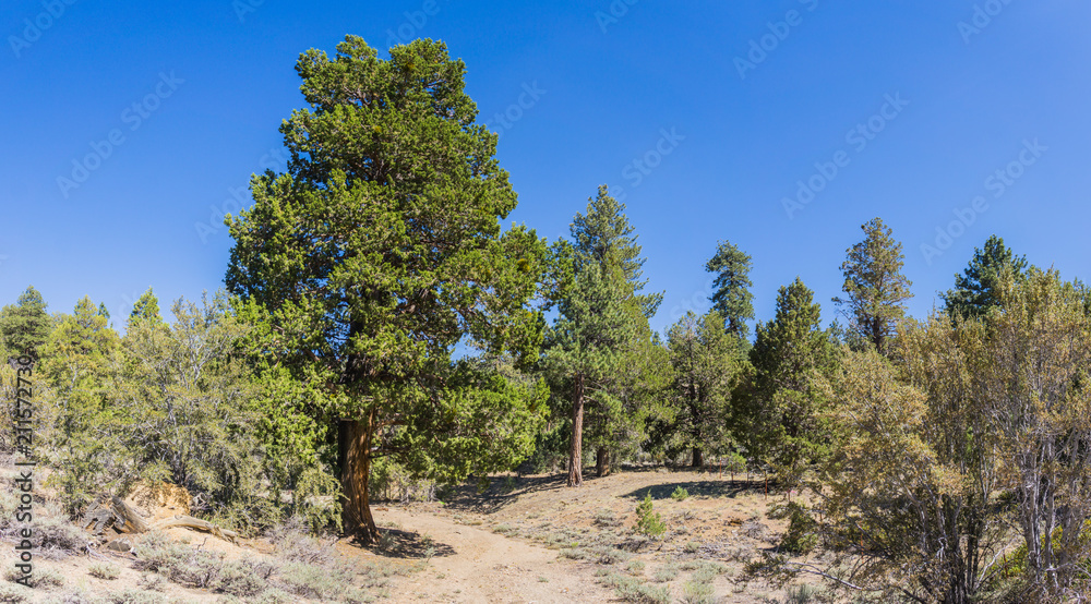 Fototapeta premium Dirt walking trail in to the backcountry of the San Bernadino National Forest in southern California's mountains.