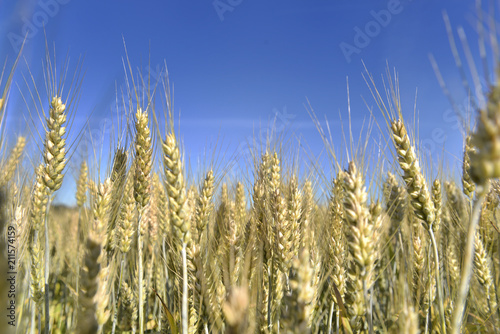 ears of golden wheat in a field under blue sky