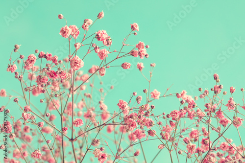Dry pink baby's breath flowers against a teal background