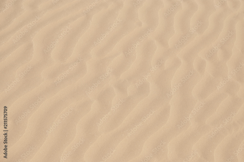Sand on the beach as background Reptile in a moving barkhan Sand on the beach as background Reptile in a moving barkhan
