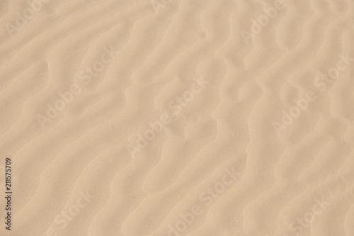 Sand on the beach as background Reptile in a moving barkhan © Andy Shell