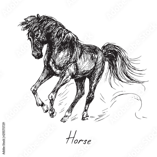 Black horse rearing (stands on its hind legs), mane and tail are fluttering in the wind, hand drawn ink doodle, sketch, vector black and white illustration