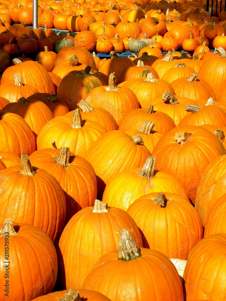 Pumpkin Pumpkin