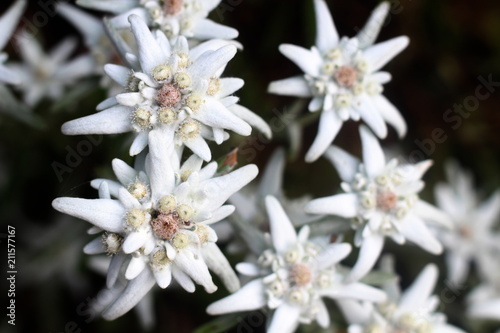 Fototapeta Naklejka Na Ścianę i Meble -  Schönstes Weiß