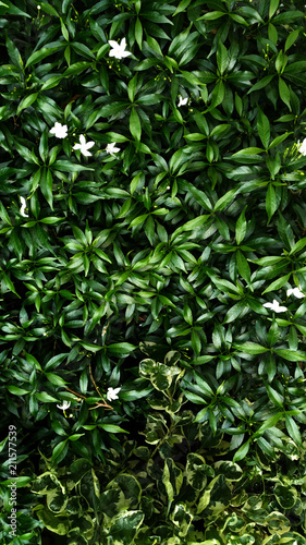 Tropical green Crepe jasmine leaf