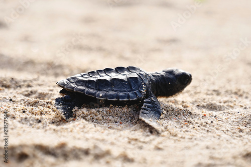 Portrait of a little turtle  while it just came out from the sea and moves on the sand. Concept  Nature  animal  wild