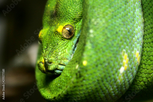 Portrait of a green snake rolled up on a tree. Concept  Animals  nature  wild