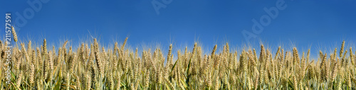 ears of golden wheat in a field under blue sky on panoramic format