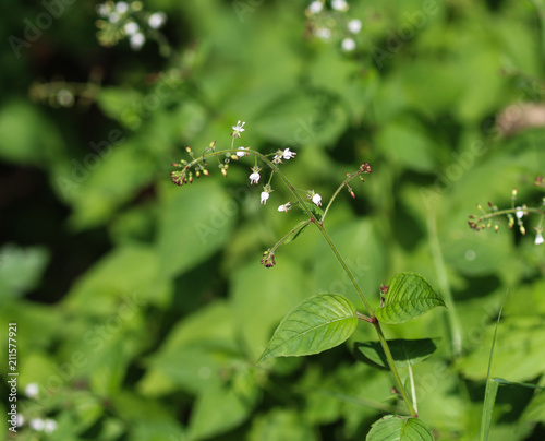 Maianthemum bifolium flower, false lily of the valley or May lily, blooming in summer season photo