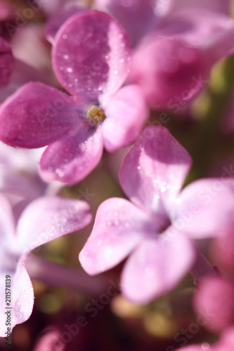 feature of purple lilac in springtime