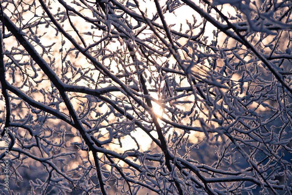 Obraz premium Winter tree branch