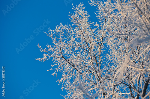Winter tree branch