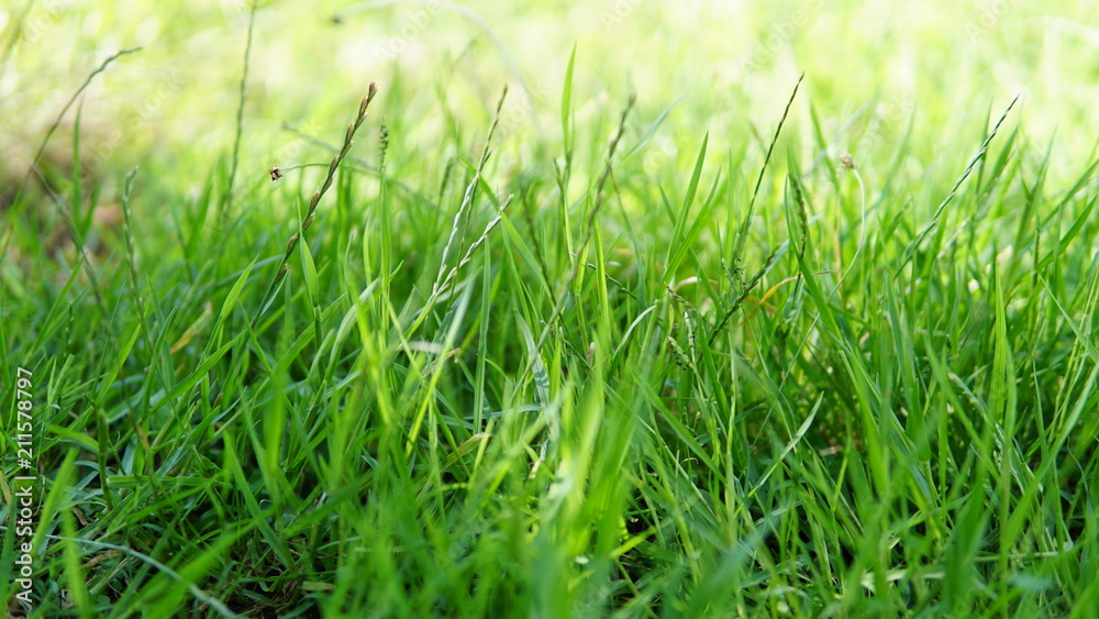 Obraz premium close-up green grass background