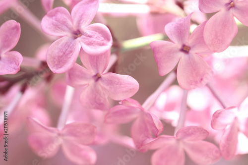 purple lilac in springtime