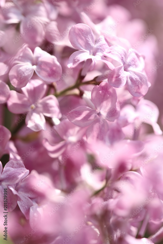 purple lilac in springtime