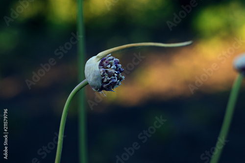 Flower bud of garlic