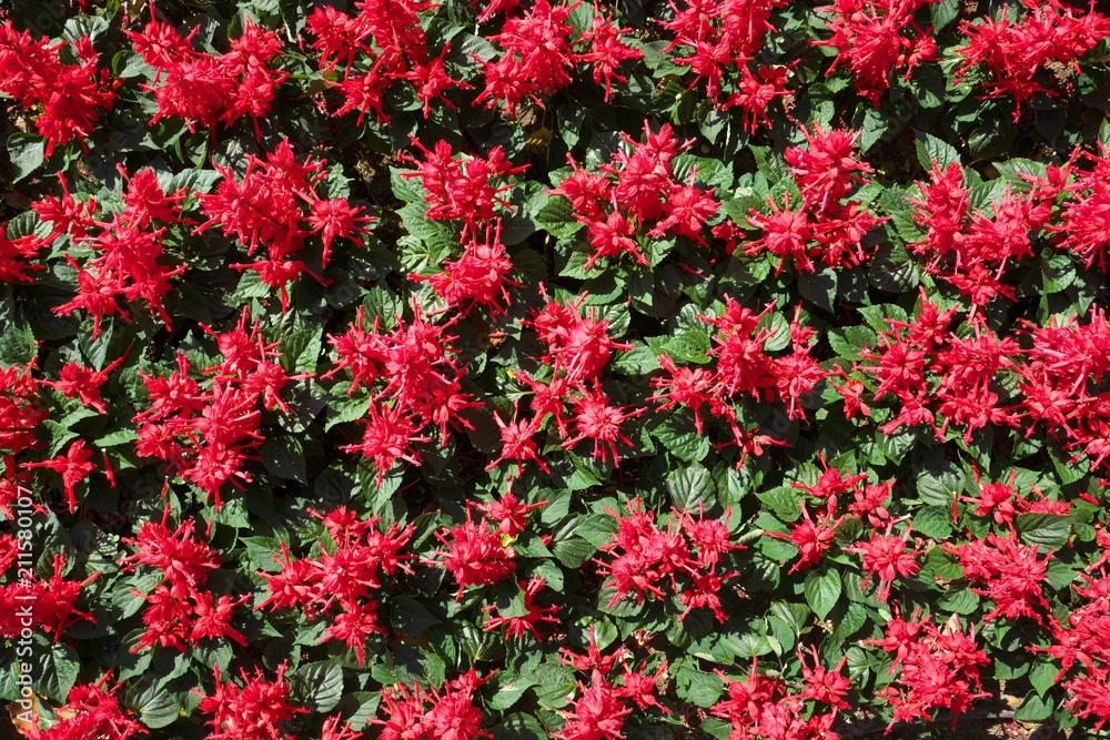 Tokyo,Japan-July 2, 2018: Flowerbed of bright red flowers (Salvia splendens) as a background.