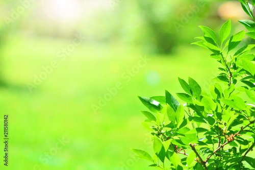 Garden landscape background. Little tree with a blurred grass on a backdrop.