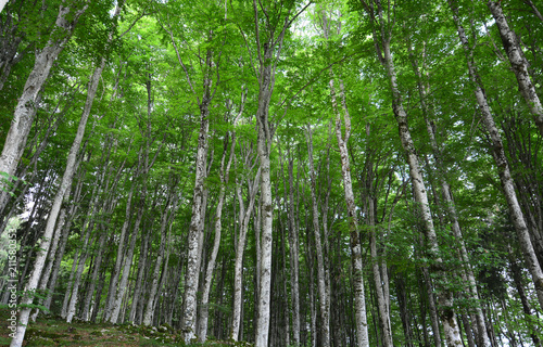 the green of the forest in spring