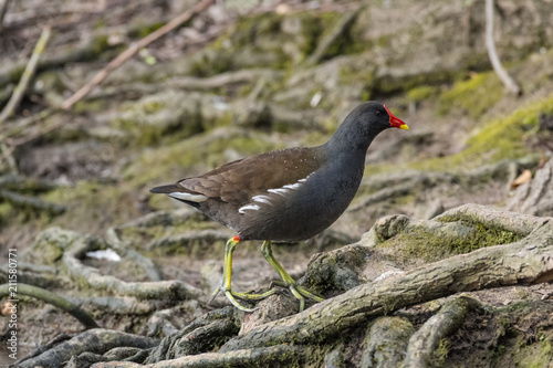 Common Moorhen (Gallinula chloropus)