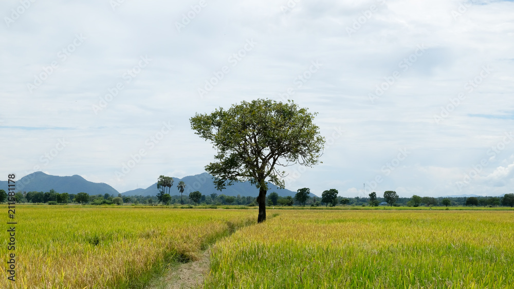 Tree in paddy field and cloud on blue sky background