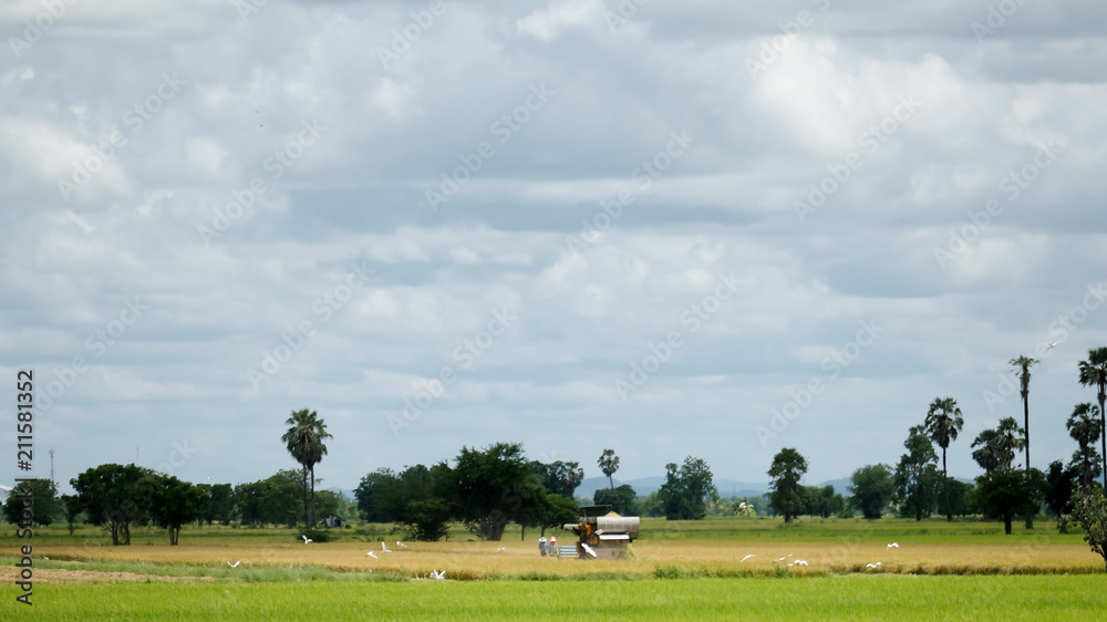 Obraz premium The combine harvester in paddy field in Thailand
