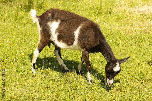 Portrait of a goat grazing on a green grass .
