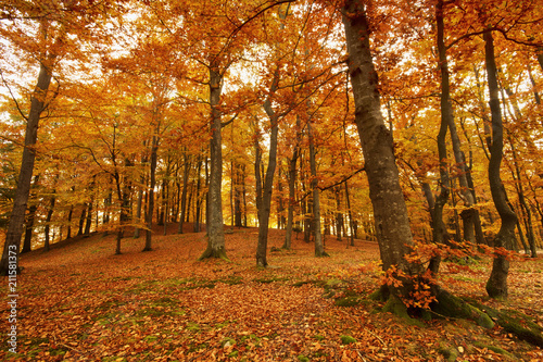 Beautiful autumn forest full of colors.Pomerania ,Poland 