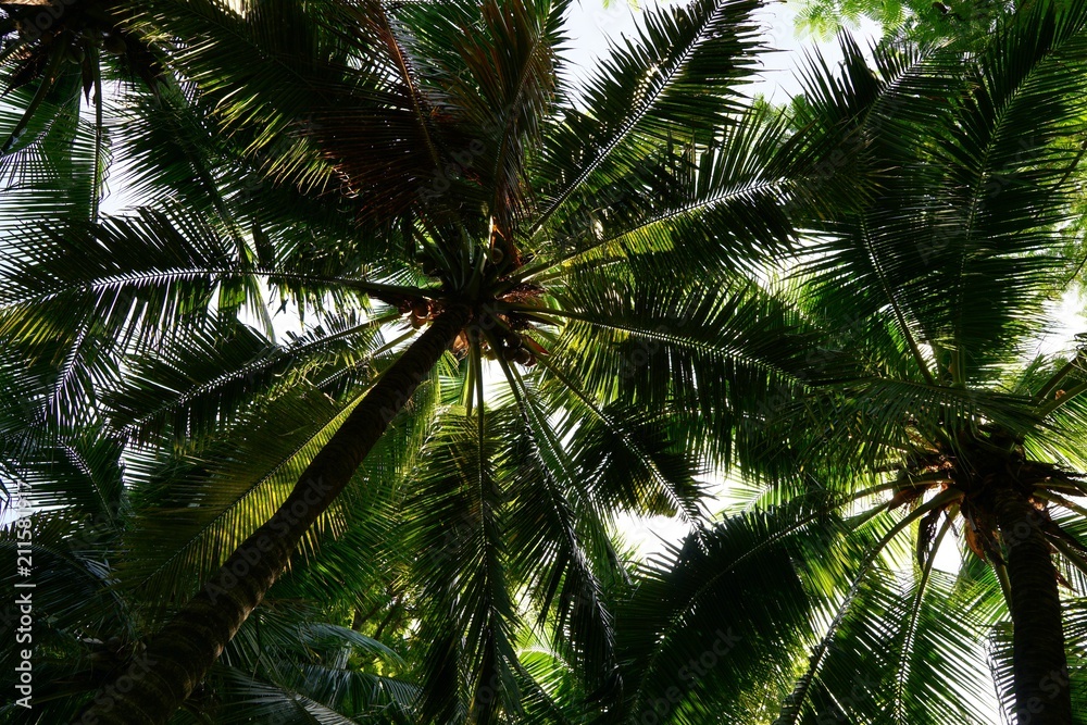 Fototapeta premium Looking up of coconut palm trees as a background, Abstract branch and leave, Natural green wallpaper concept, palm isolated on white background