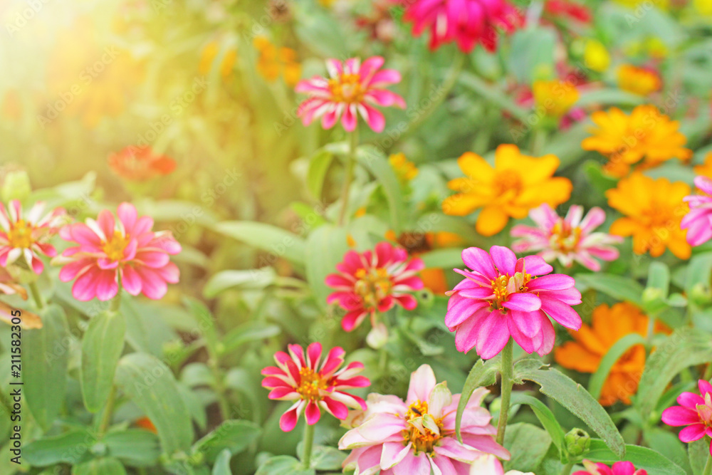 Colorful backdrop of Zinnia flower Beautiful in the open garden. Colorful backdrop of Zinnia flower Beautiful in the open garden.
