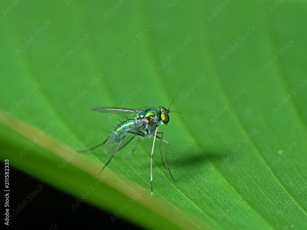 Macro Photo of Beautiful Fly on Green Leaf Isolated on Background Macro Photo of Beautiful Fly on Green Leaf Isolated on Background