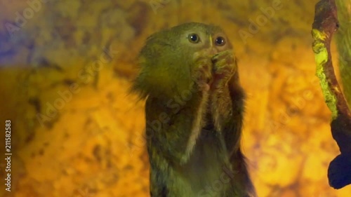 Pygmy marmoset (Cebuella pygmaea) close up.