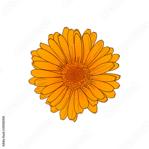 Vector Calendula Orange Flower Sketch  Outline Drawing  Isolated Hand Drawn Illustration.