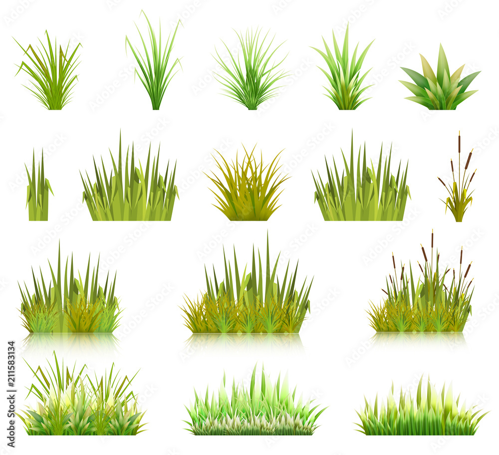 Color vector image of a green reeds grass and a number of coast plants on a white background. Illustration of spring sprouts and weeds in a pasture or garden. Stock vector - obrazy, fototapety, plakaty 