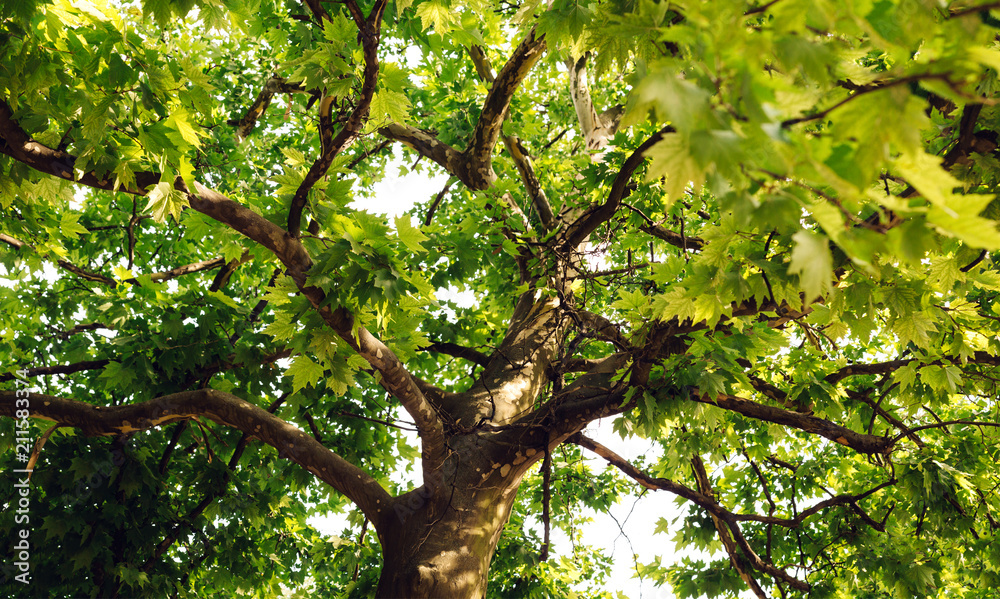Obraz premium Saturated colors of summer trees