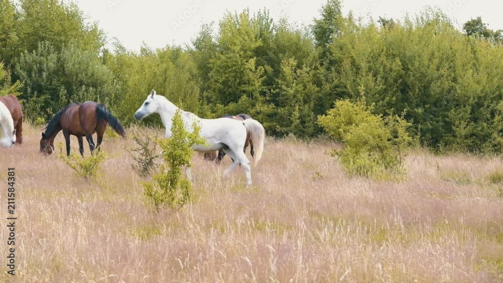 Beautiful herd of horses eating grass on the field during summer day in 4K Beautiful herd of horses eating grass on the field during summer day in 4K