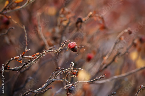 Background with autumn dogrose bush with ripe red berries in the warm sun. Pleasant autumn colors.