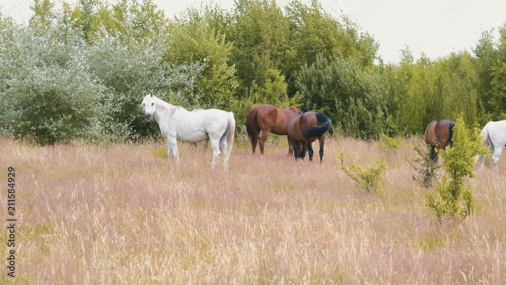 Beautiful gey white, bay and chestnut horses eating grass together on the field during summer day in 4K Beautiful gey white, bay and chestnut horses eating grass together on the field during summer day in 4K