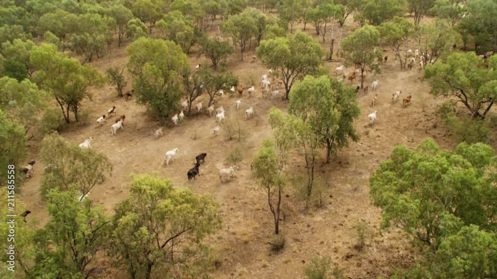 A birds eye view shot of trees and cows stampede in slow motion. Camera slowly pans to the left. A birds eye view shot of trees and cows stampede in slow motion. Camera slowly pans to the left.